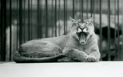 Ein gähnender Berglöwe im Londoner Zoo, 1928